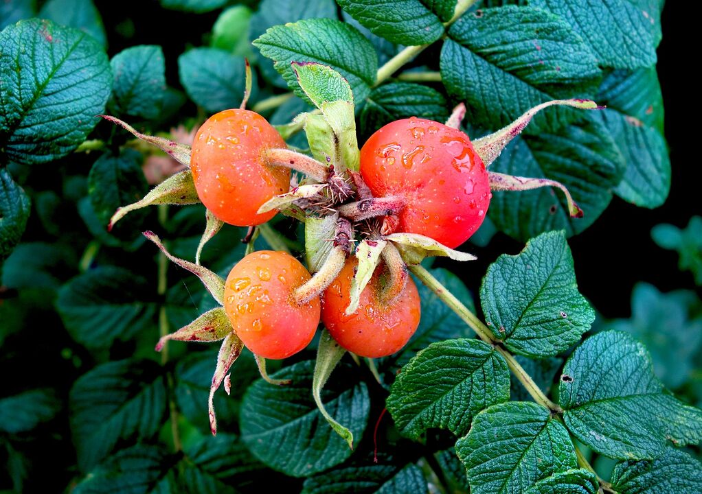 hips for the treatment of cystitis